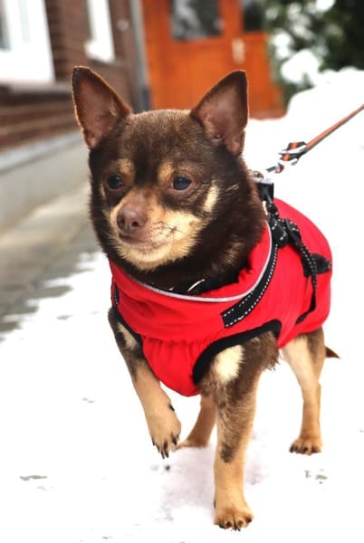 Tiny- kleiner 4 kg Turbo-Zwerg