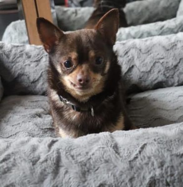 Tiny- kleiner 4 kg Turbo-Zwerg