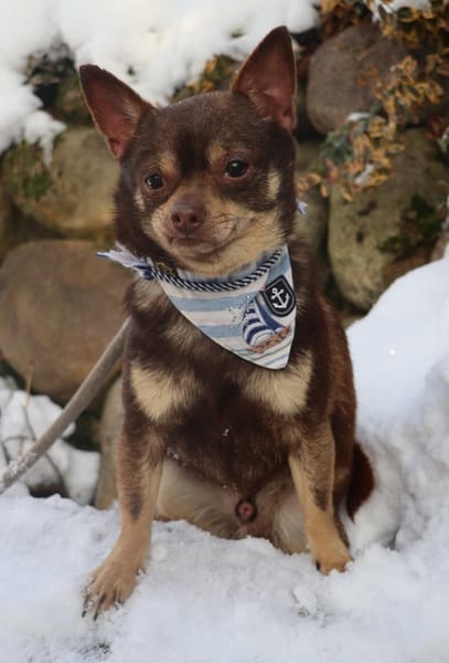 Tiny- kleiner 4 kg Turbo-Zwerg