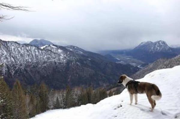 Kalle - Kleiner Abenteurer