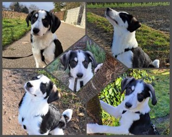 Bella sucht ihre Sportskanonen