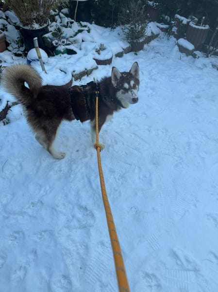 Oreo wartet auf PS in Herne!