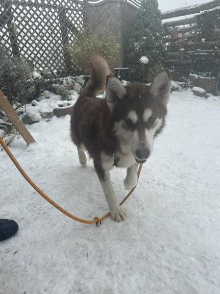 Oreo wartet auf PS in Herne!