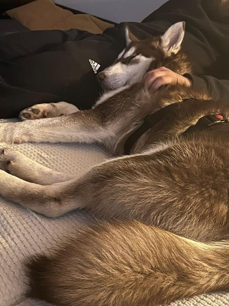 Oreo wartet auf PS in Herne!