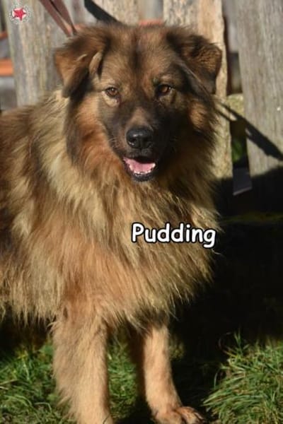 PUDDING