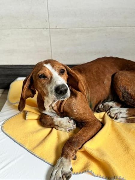 Blue sucht ihre Menschen ❤🐾❤