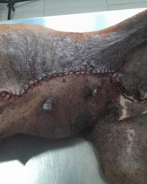 Blue sucht ihre Menschen ❤🐾❤