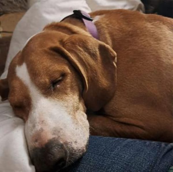 Blue sucht ihre Menschen ❤🐾❤