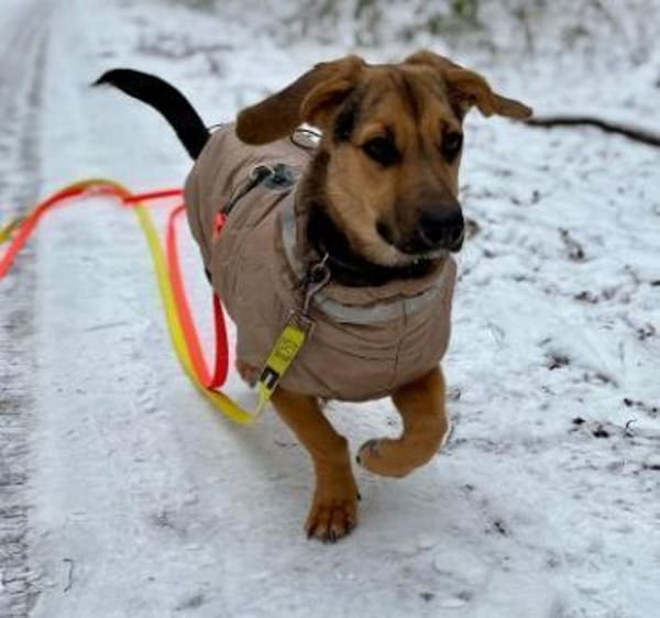 Franz - verspielt & zuckersüß