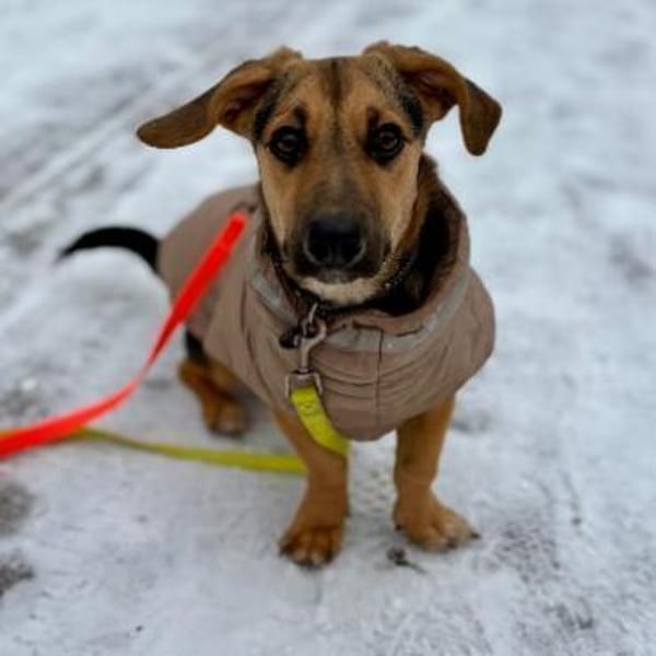 Franz - verspielt & zuckersüß