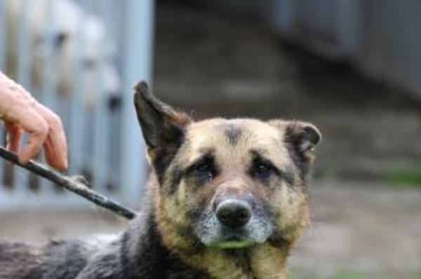 Petunia - dringend Zuhause gesucht