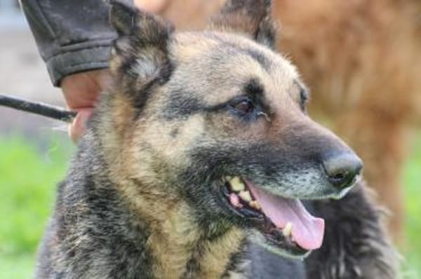 Petunia - dringend Zuhause gesucht