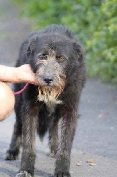 Kami - hübscher Wuschelrüde