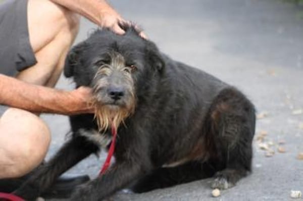 Kami - hübscher Wuschelrüde