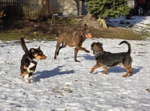 HERMANN - geb. ca. 01/2024 - Dackel Mix