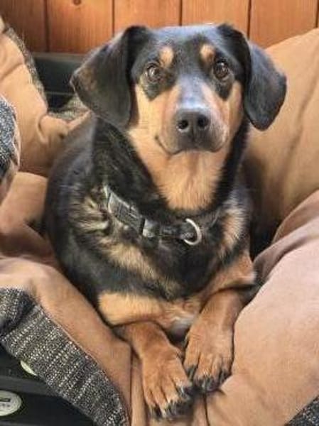 HERMANN - geb. ca. 01/2024 - Dackel Mix