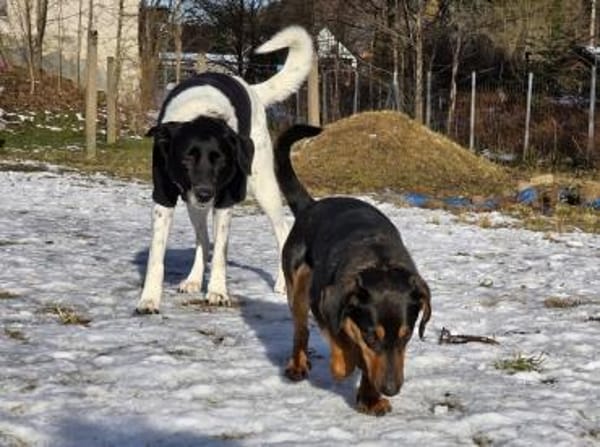 HERMANN - geb. ca. 01/2024 - Dackel Mix