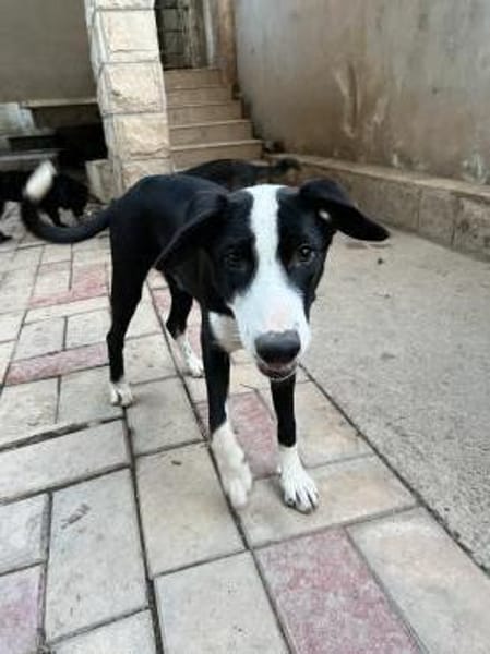 Lieber vorsichtiger Lenny sucht dich!