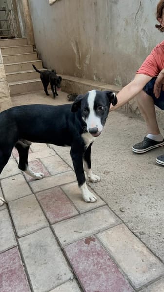 Lieber vorsichtiger Lenny sucht dich!