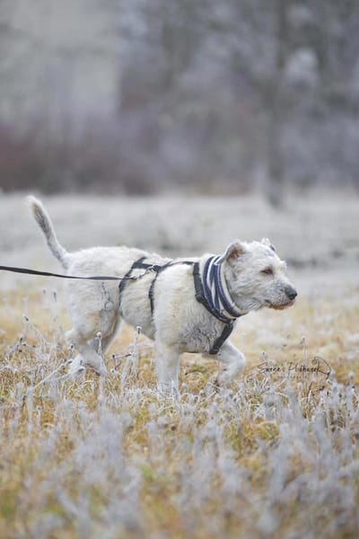 Maja, wie eine große Schneeflocke 🐾