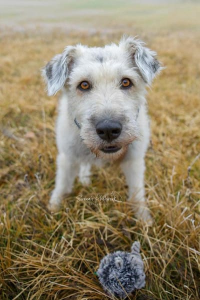 Maja, wie eine große Schneeflocke 🐾
