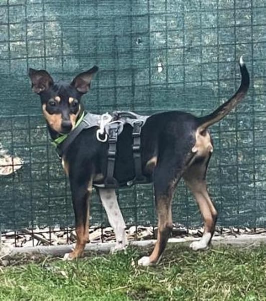 Ron5 sucht ein Zuhause