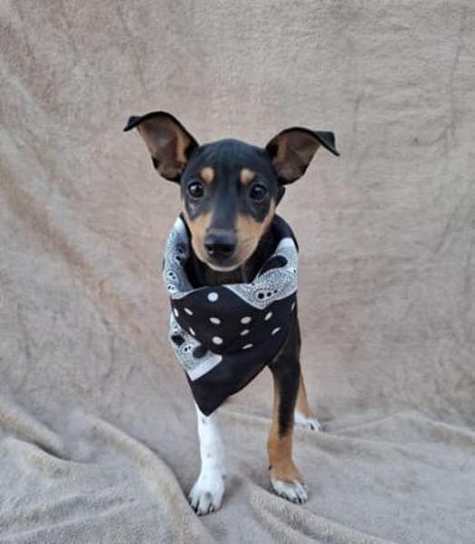 Ron5 sucht ein Zuhause