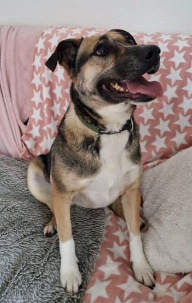 Allison - Alli Pyralli