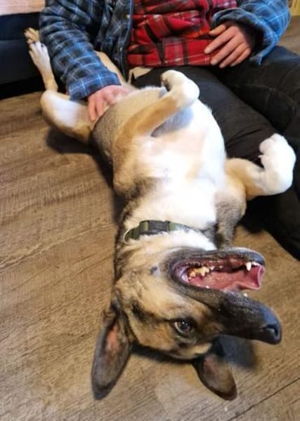 Allison - Alli Pyralli