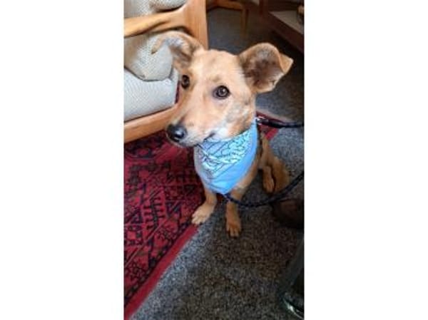 Queeny  wartet in 74535 Mainhardt