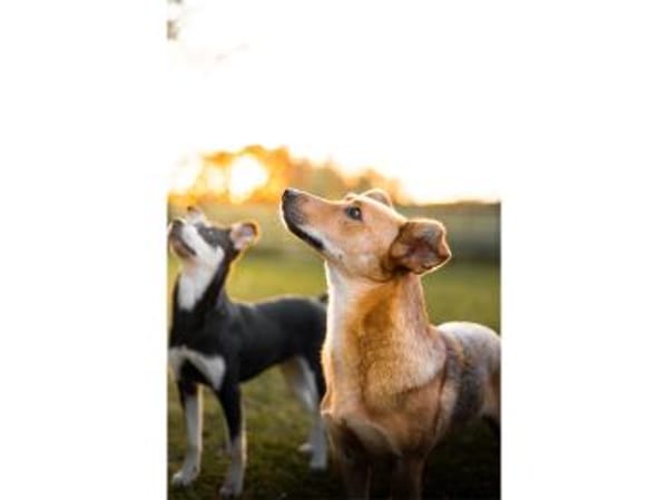 Queeny  wartet in 74535 Mainhardt