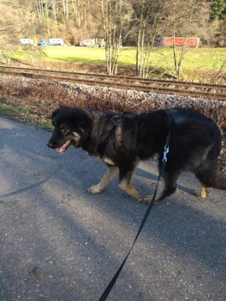 Liebe Schäfimixhündin möchte ankommen!