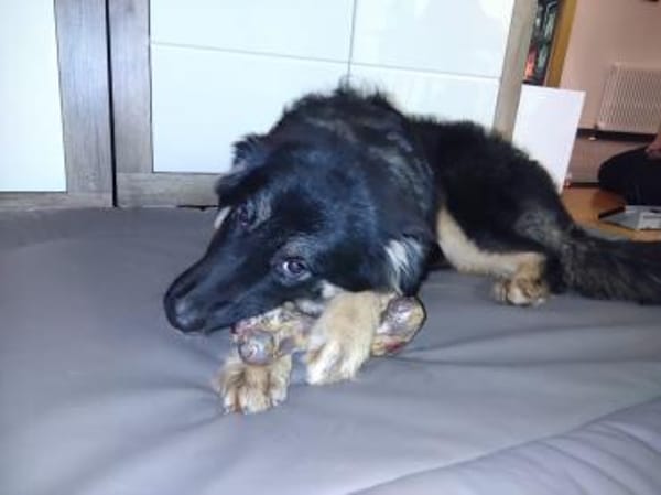 Liebe Schäfimixhündin möchte ankommen!