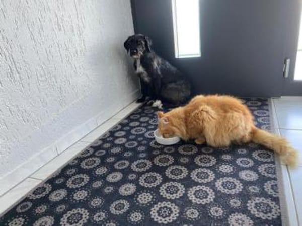 Schenken Sie Axa ihr Traumzuhause?