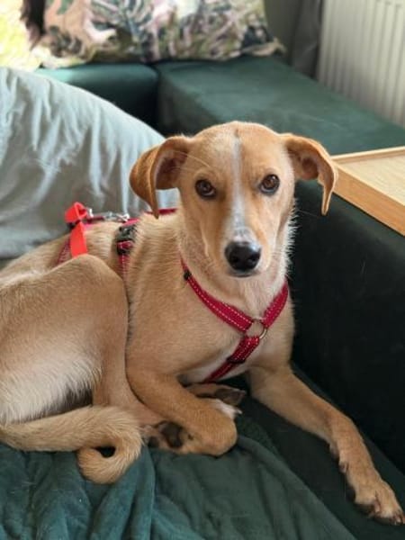 Kiani,1 Jahr, 50cm sucht ihre Familie