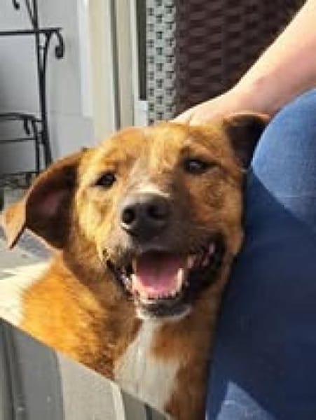 Superschmuser Socke sucht seine Menschen