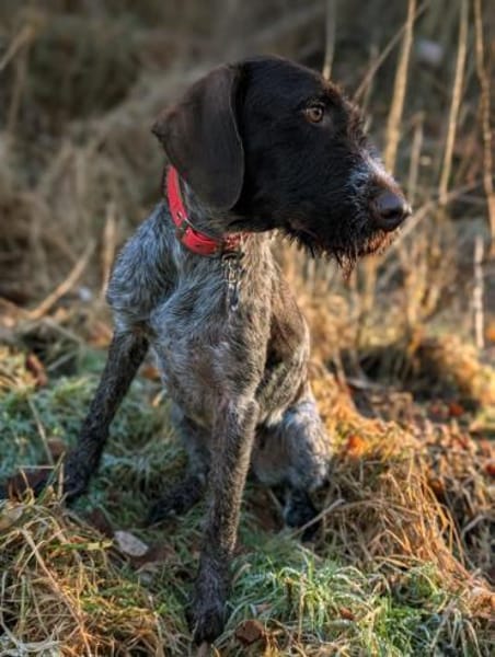 Edda  aktive Deutsch-Drahthaar sucht