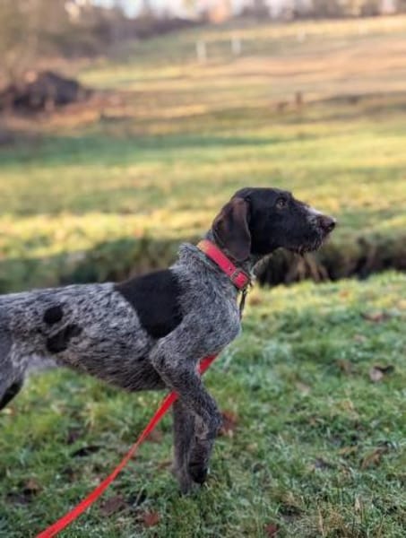 Edda  aktive Deutsch-Drahthaar sucht