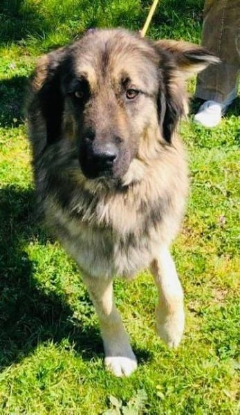 Clooney´s Herz ist gebrochen...