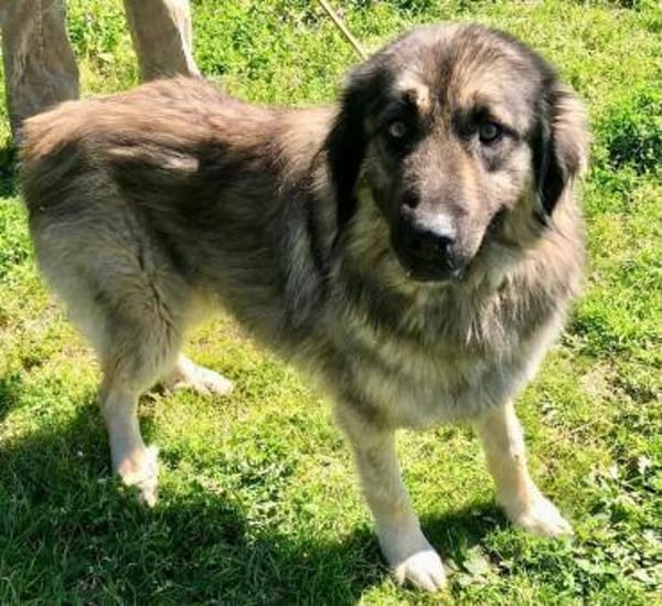 Clooney´s Herz ist gebrochen...