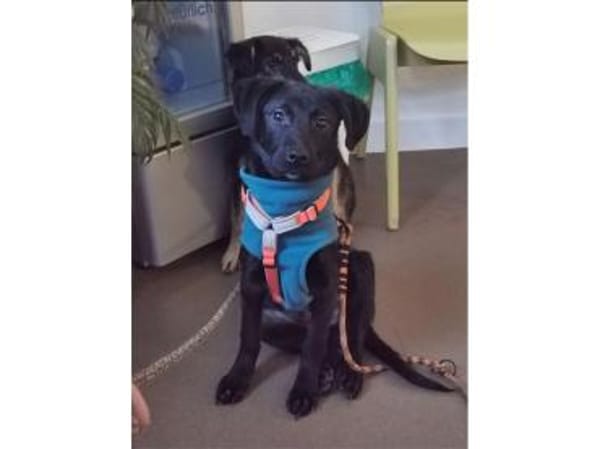 Sombra - wartet in 99427 Weimar