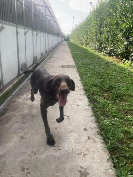 Donna - eine ganz besondere Hündin