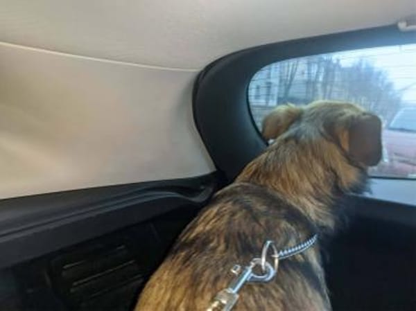 Dusja sucht ein liebevolles Zuhause