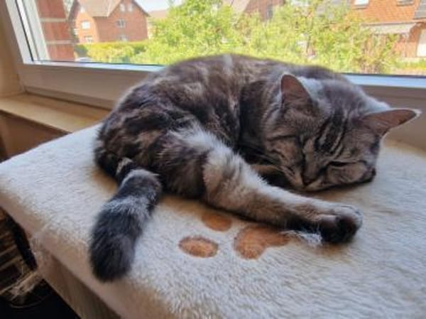 - BKH Mix - freiheitsliebend