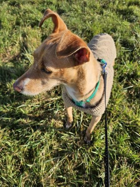 Tata  leise Pfoten, großes Herz