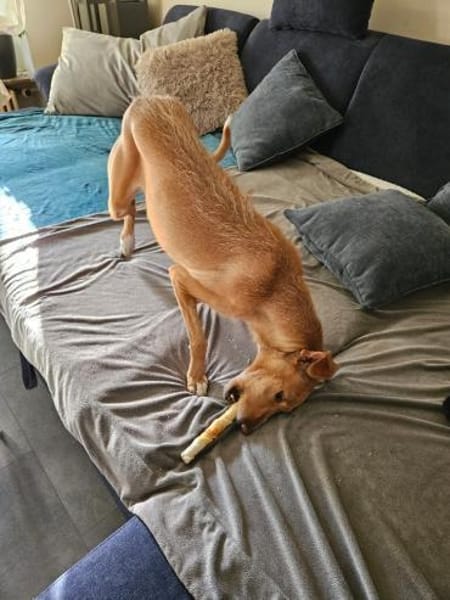 Tata  leise Pfoten, großes Herz