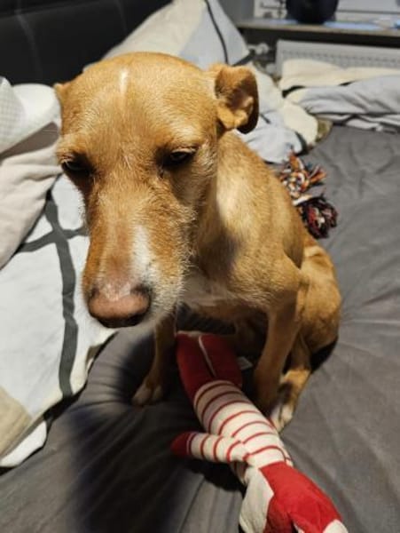 Tata  leise Pfoten, großes Herz