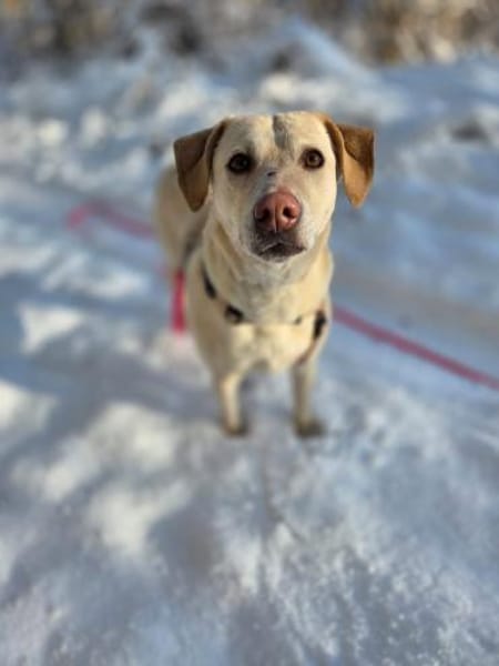 Mia sucht ein liebevolles Zuhause