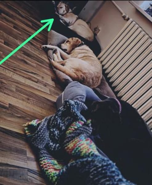 Mia sucht ein liebevolles Zuhause