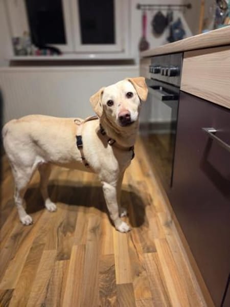 Mia sucht ein liebevolles Zuhause